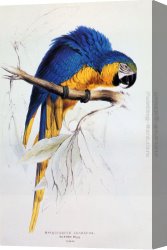 Composition with Red Yellow And Blue Canvas Paintings - Blue And Yellow Macaw by Edward Lear