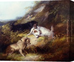 Armfield Canvas Paintings - Terriers Rabbiting by George Armfield