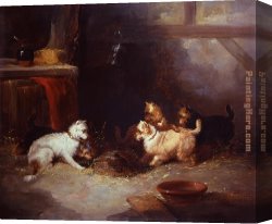 Armfield Canvas Paintings - Terriers Ratting by George Armfield
