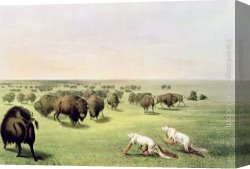 The Booty Hunting with Dogs Canvas Paintings - Hunting Buffalo Camouflaged with Wolf Skins, circa 1832 by George Catlin