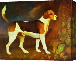 Stubbs Canvas Paintings - A Foxhound,Ringwod by George Stubbs