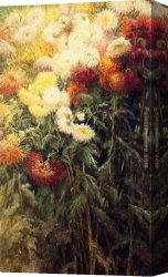 Chrysanthemums Canvas Paintings - Chrysanthemums Garden at Petit Gennevilliers by Gustave Caillebotte