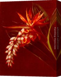 Birds Canvas Paintings - Bird Of Paradise by Johan Laurentz Jensen