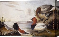 Jacob Duck Canvas Paintings - Canvasback Duck by John James Audubon