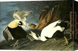 Jacob Duck Canvas Paintings - Eider Duck by John James Audubon