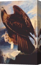 Golden Canvas Paintings - Golden Eagle by John James Audubon