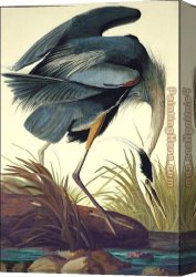 Great Canvas Paintings - Great Blue Heron by John James Audubon