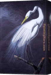 John Canvas Paintings - Great Egret by John James Audubon