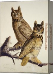 Great Canvas Paintings - Great Horned Owl by John James Audubon