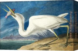 The Model Aline Masson with a White Mantilla Canvas Paintings - Great White Heron by John James Audubon