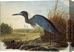 In Blue Canvas Paintings - Little Blue Heron by John James Audubon