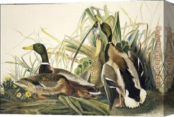 Mallard Canvas Paintings - Mallard by John James Audubon
