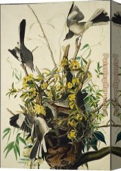 The Bird Seller Canvas Paintings - Mocking Bird by John James Audubon