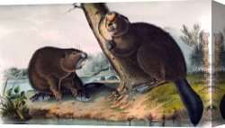 North Star Canvas Paintings - North American Beaver by John James Audubon