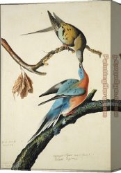 Feeding The Pigeons Canvas Paintings - Passenger Pigeon by John James Audubon