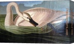Leda And The Swan Canvas Paintings - Swan predator by John James Audubon