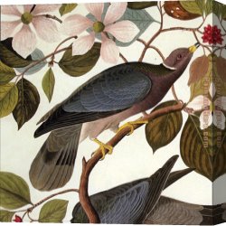 Feeding The Pigeons Canvas Paintings - Tailed Pigeon by John James Audubon