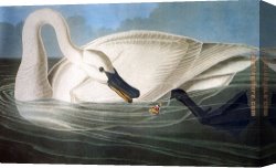 Leda And The Swan Canvas Paintings - Trumpeter Swan by John James Audubon