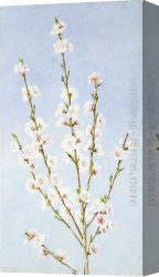 Peach Canvas Paintings - Peach Blossoms by John William Hill
