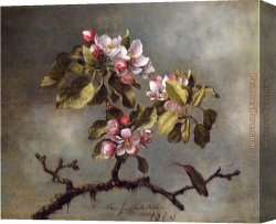 Apple Canvas Paintings - Apple Blossoms and Hummingbird by Martin Johnson Heade