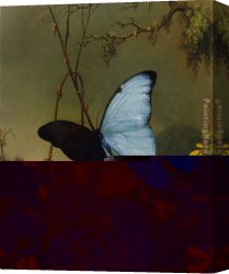 Lady Plays The Blues Canvas Paintings - Blue Morpho Butterfly by Martin Johnson Heade