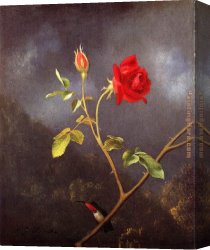 Roses Canvas Paintings - Red Rose with Ruby Throat by Martin Johnson Heade