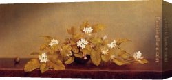 Martin Johnson Heade Canvas Paintings - Trailing Arbutis by Martin Johnson Heade
