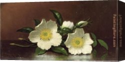 Table Canvas Paintings - Two Cherokee Rose Blossoms on a Table by Martin Johnson Heade
