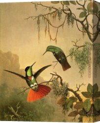 Martin Johnson Heade Canvas Paintings - Two Hooded Visorbearer Hummingbirds by Martin Johnson Heade