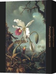Orchids Canvas Paintings - White Brazilian Orchid by Martin Johnson Heade