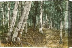 Riverside Canvas Paintings - Riverside Path, White Mountains, New Hampshire by Norman Parkinson