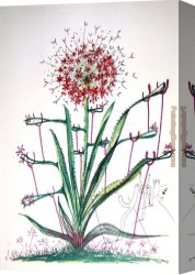 Les Iris Jaunes 1824 Canvas Paintings - Cactus Les Bequilles by Salvador Dali