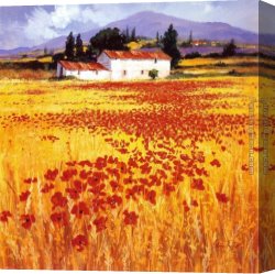 Mediterranean Canvas Paintings - Poppies by Steve Thoms