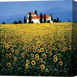 Fields of Tuscany I Canvas Paintings - Sunflower Field by Steve Thoms