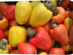 Fruit Sellers Canvas Paintings - cashew fruits by Unknown Artist
