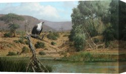 Around The Fish Canvas Paintings - Fish Eagle by Craig Bone by Unknown Artist