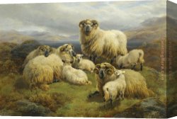 Sheep Canvas Paintings - Sheep in the Highlands by Unknown Artist