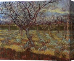 Bloom Canvas Paintings - Apricot Trees in Bloom by Vincent van Gogh
