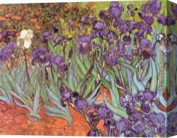 Saint Canvas Paintings - Irises at Saint Remy by Vincent van Gogh