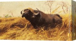 Wilhelm Canvas Paintings - An African Buffalo by Wilhelm Kuhnert