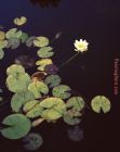 2017 New Paintings - Waterlilies by 2017 new